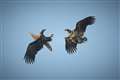 White-tailed eagles spread their wings in 2020 in English reintroduction scheme