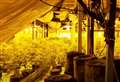 Cannabis farm discovered near schools