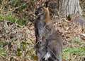 Wild wallaby spotted on Kent housing estate