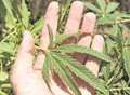 Cannabis found at Gravesend address