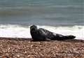 Beach-goers stunned as seal frolics on stones