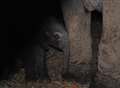 Elephant survives birth