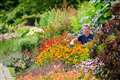 Weather conditions ignite explosion of colour in gardens: RHS