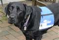 First dog in Europe to help victims of crime