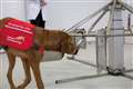 Cancer-detecting dogs could inspire ‘robotic noses’ to sniff out disease