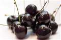 Flood of cherries to hit supermarket shelves after heatwave saves supply