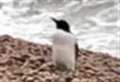 'Penguin' spotted in Folkestone