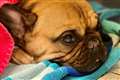 PDSA in barbecue warning to pet owners after French bulldog’s lucky escape