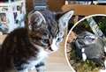 Kitten found dumped with rubbish in lay-by