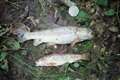 Southern Water fined £330,000 for stream pollution that killed 2,000 fish