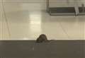 Pest control called to M&S after video shows rat in store 