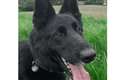 Tributes paid to ‘determined’ police dog killed on duty