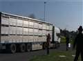 Protests at return of live animal exports