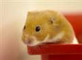 Hamster