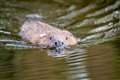 Call for ‘ambitious’ strategy to bring beavers back to England