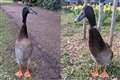 University student ‘very proud’ after tall duck named Long Boi goes viral