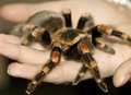 Get to grips with some serious spiders and spine-chilling creepy crawlies