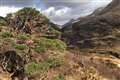 Survival of Scottish pinewoods dating back to ice age on a ‘knife-edge’ – study