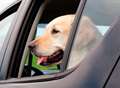 Owners risk killing dogs left in sweltering cars: Police warn