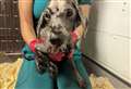 Abandoned dogs left emaciated and almost bald make amazing recovery