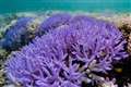 Corals emit ‘dazzling colourful display’ to protect from rising sea temperature