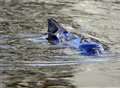 Porpoise in Gravesend Canal Basin