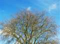 Huge tree faces the chop