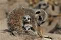 Meerkats react positively to return of zoo visitors after lockdown – study