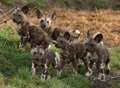 New wild dogs spotted at Port Lympne