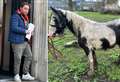 Traveller banned from keeping animals after horses found emaciated said he ‘tried to do the right thing’