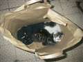 Kittens dumped in Cliftonville