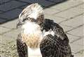 Sadness as rare bird of prey dies after landing in Kent garden