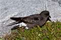 Storm petrels confirmed to be breeding on Isle of May