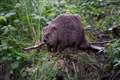 Strategy to expand Scotland’s beaver population developed