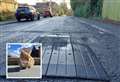 Campaign for speed humps after family lose second cat in ‘hit-and-run’