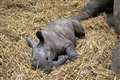 Female rhino born at safari park