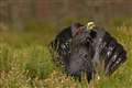 Capercaillie numbers fall to critically low numbers, survey finds