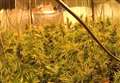 200 plants seized at cannabis farm