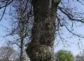 Tree's demise 'blessing in disguise'