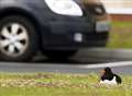 Oystercatchers nest in carpark