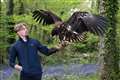 ‘Awe-inspiring’ white-tailed sea eagle arrives on Isle of Wight