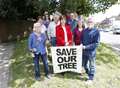 Campaigners fight against plans to remove tree