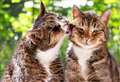 Cat owners risk £500 fines as new law comes into force