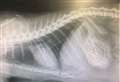 'My cat swallowed my hairbands and almost died'