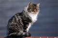 Meaty food and play reduce hunting by cats – study