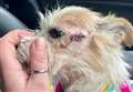 Stray dog undergoes surgery after hole found behind its eye 