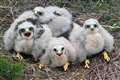 Hen harrier protection plan shows success for seventh year