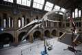 Natural History Museum prepares exhibits for reopening