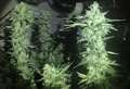 Teenager arrested after cannabis factory found