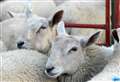 Sheep killed in suspected dog attack